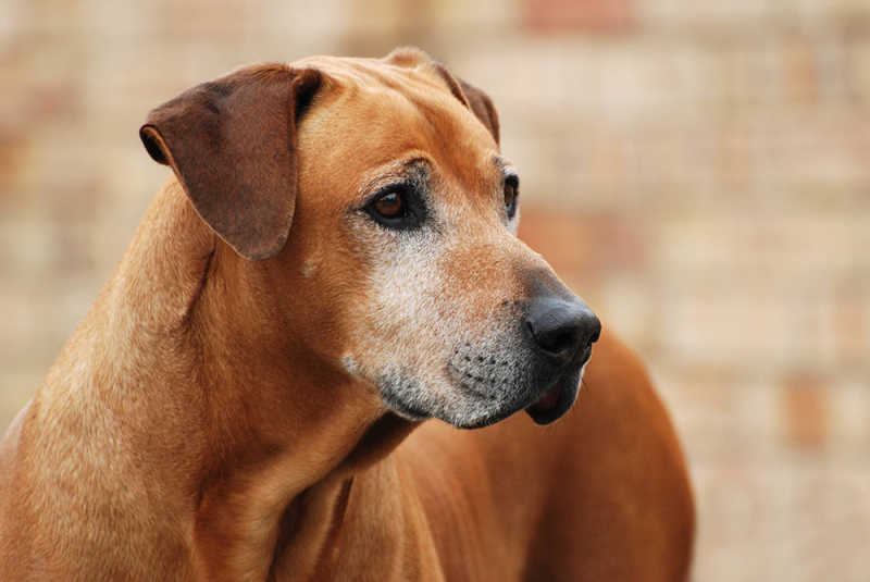 Senior dog with arthritis