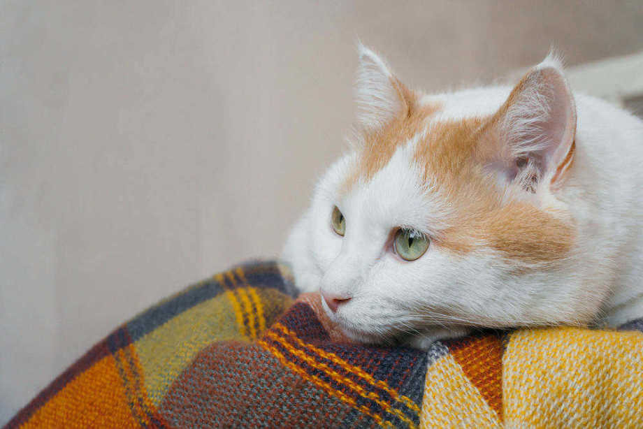 treating giardia in cats uk