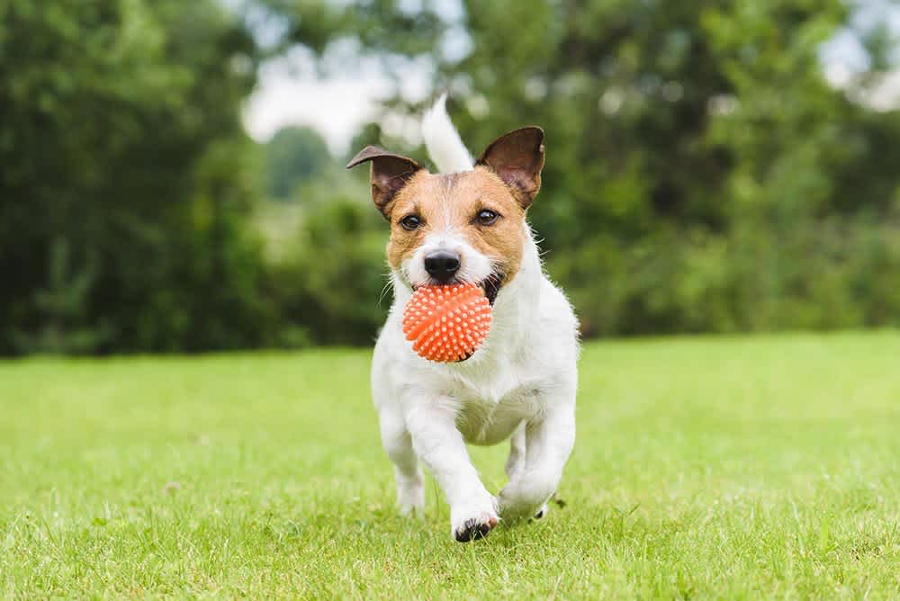 Dog Playing with Ball