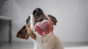Dog Licking