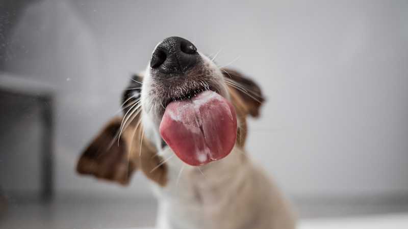 Dog Licking