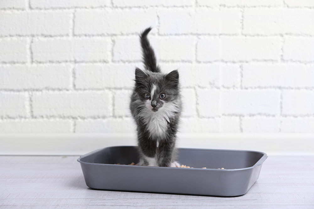 Kitten standing in litter box