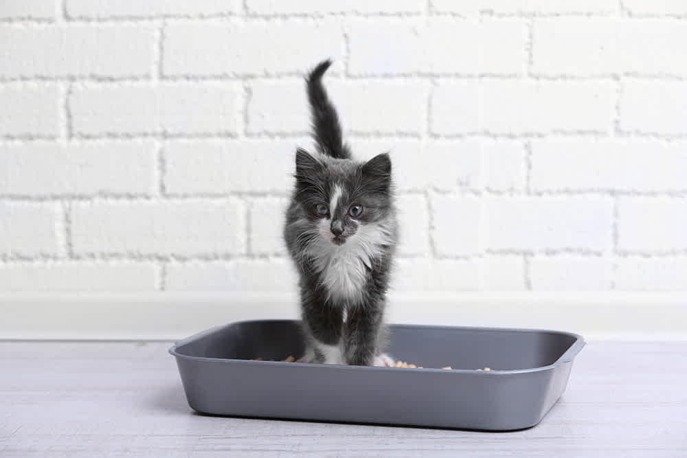 Kitten standing in litter box