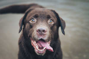 Happy chocolate lab