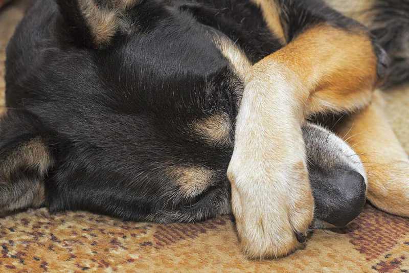 what are the symptoms of ulcers in dogs