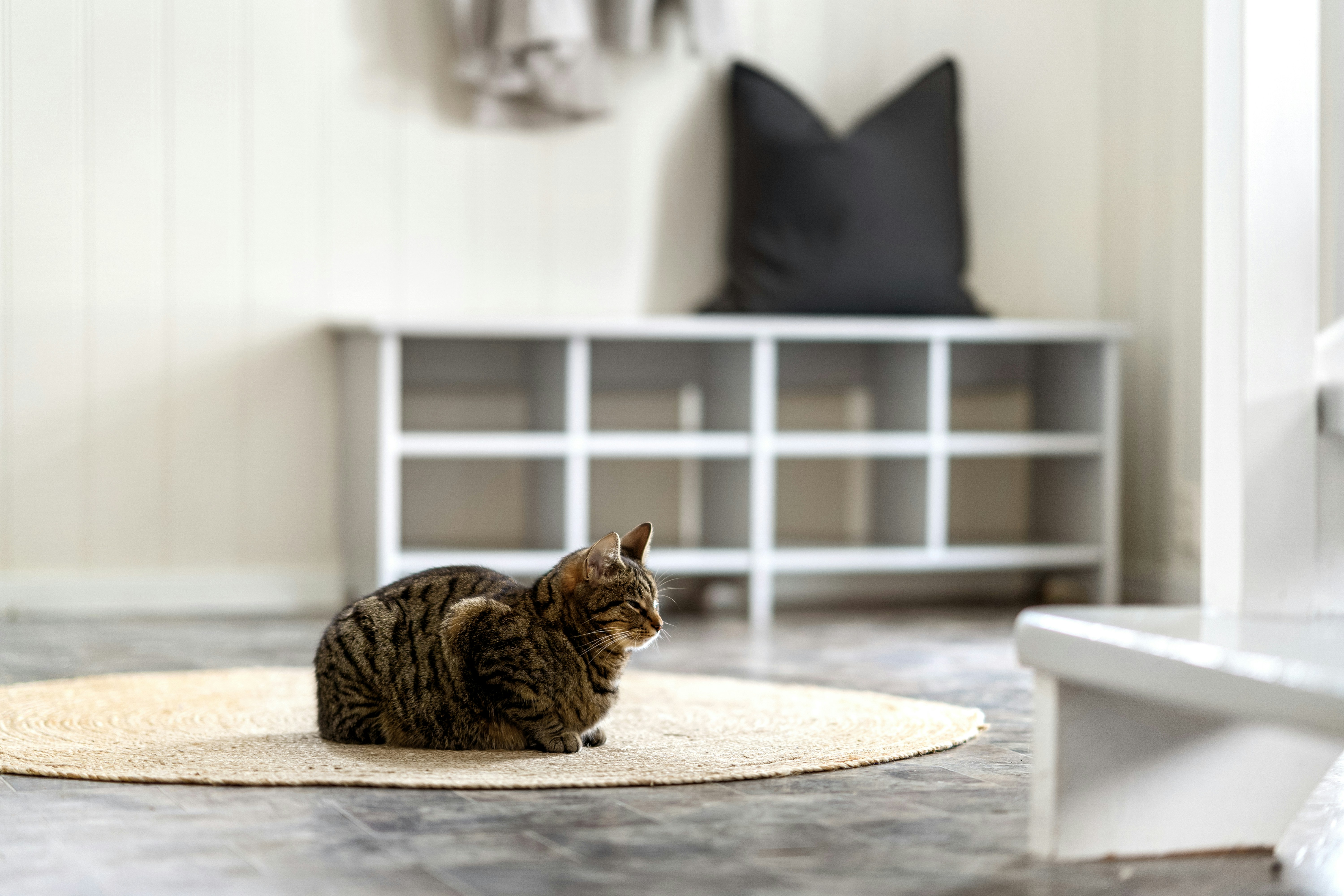 Striped, brown tabby cat on a rug, indoors. 