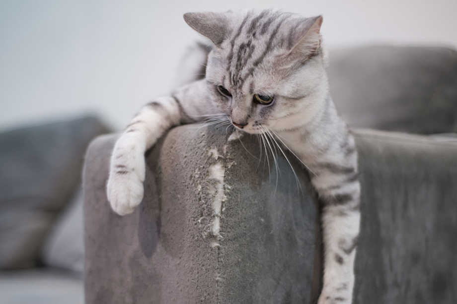 Cat scratching sofa