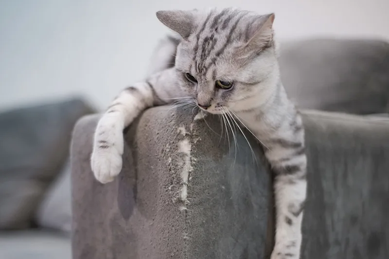 Cat scratching sofa