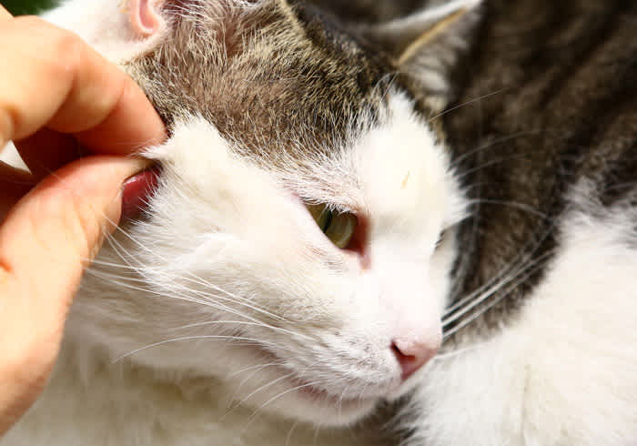 Lyme Disease In Cats | Small Door Veterinary