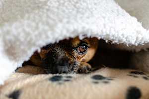 Anxious dog hiding under blanket