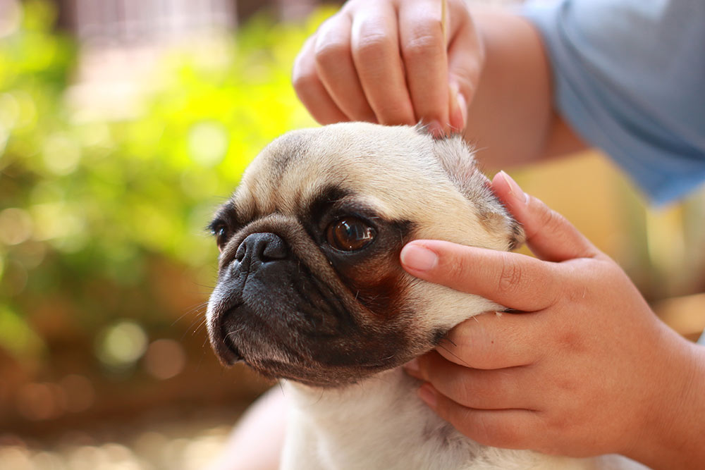 Biting your hot sale dog's ear