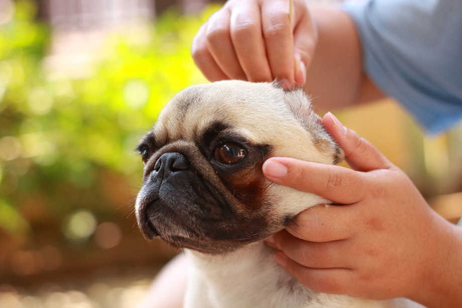 can ear mites make a dog sick