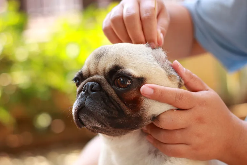 Owner looking at dog's ear