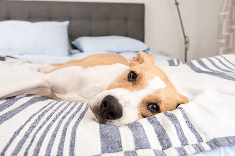 Dog with lymphoma, lying on bed