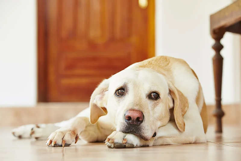 Yellow labrador with immune mediated hemolytic anemia lying on the floor