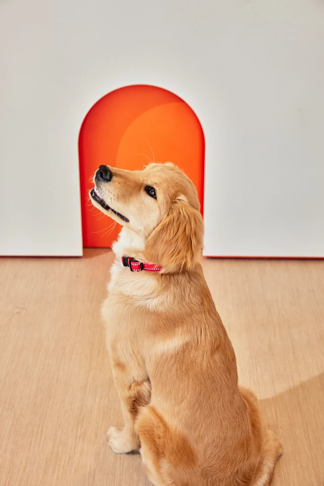 Dog at Small Door Veterinary Park Slope