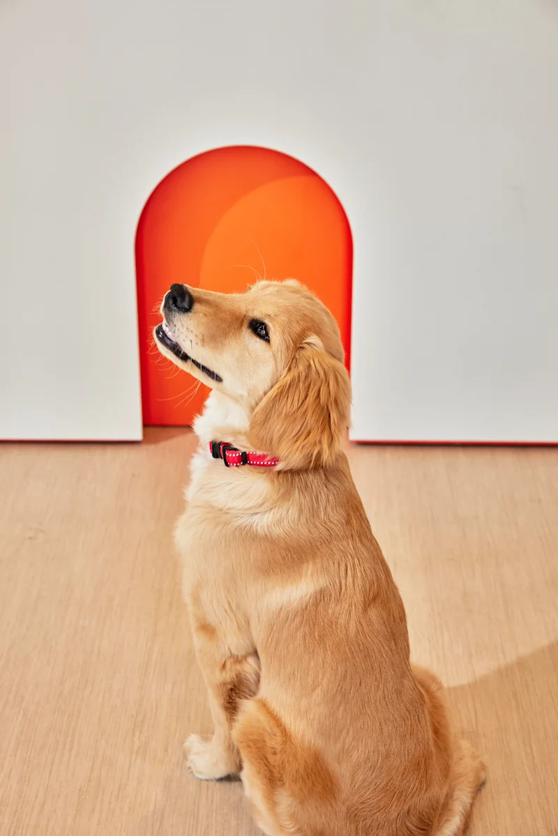 Dog at Small Door Veterinary Park Slope