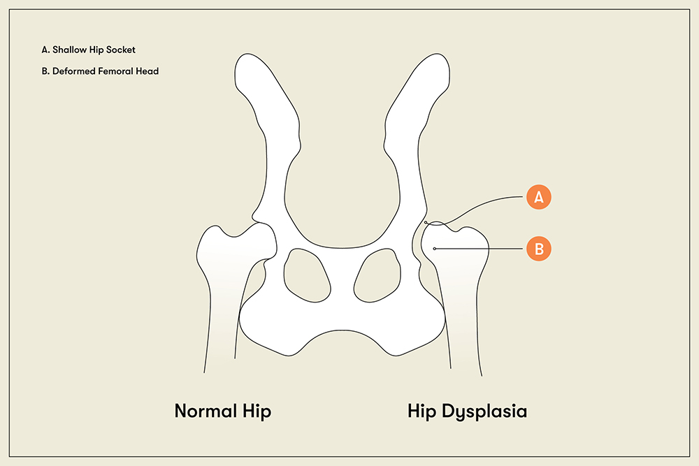 Small dog best sale hip pain