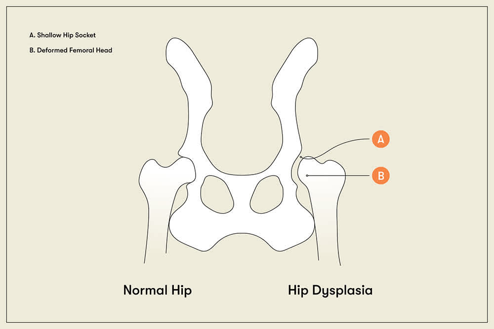 Hip dysplasia in dogs diagram