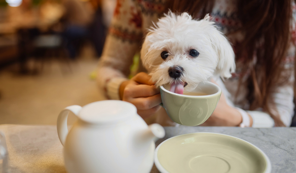 A dog at a dog friendly cafe in Brooklyn sipping a drink