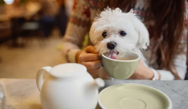 A dog at a dog friendly cafe in Brooklyn sipping a drink