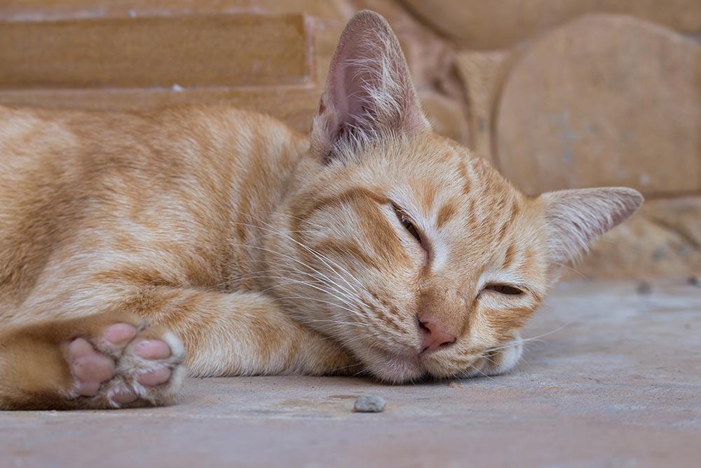 natural treatment for coccidia in cats