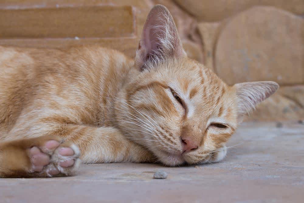 Giardia in Cats Small Door Veterinary