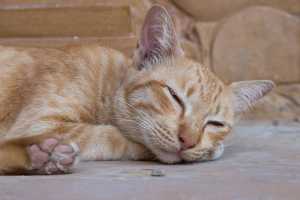 Cat sleeping on ground