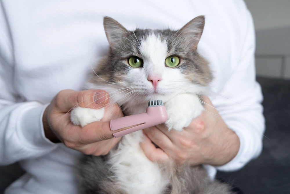 Cat getting shop teeth brushed