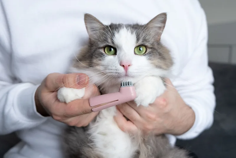 Cat having their teeth brushed by their owner