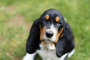 Puppy with big ears sitting in grass