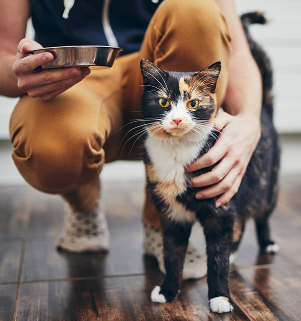 Cat waiting to be fed