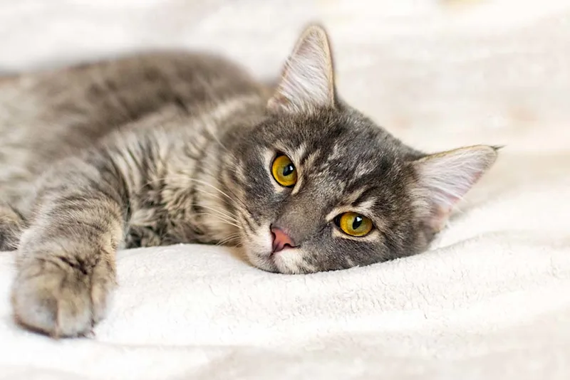 Sad looking cat lying on a bed