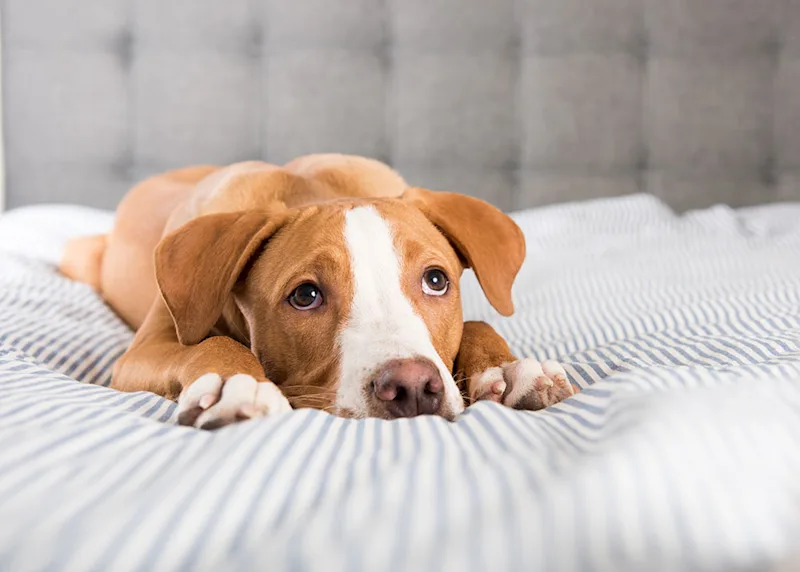 Sad Dog Lying on Bed Vomited