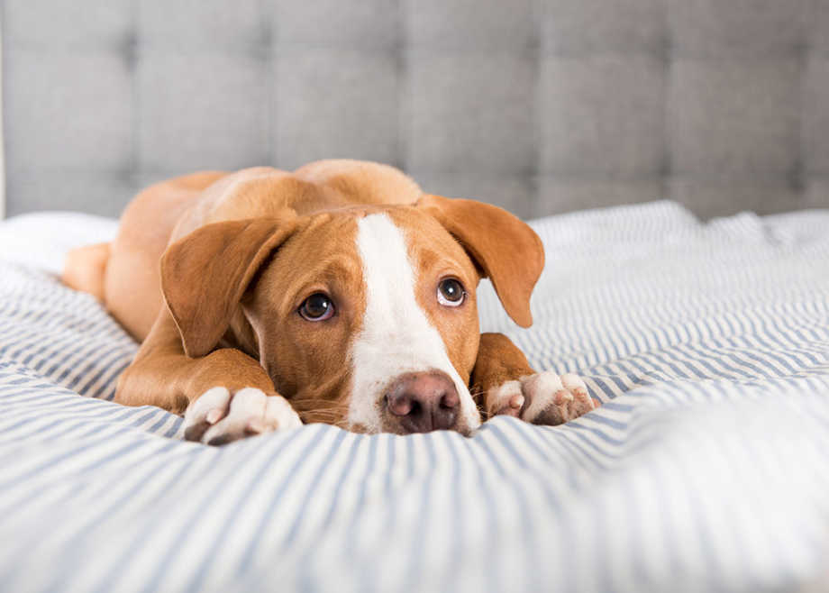 Sad Dog Lying on Bed Vomited