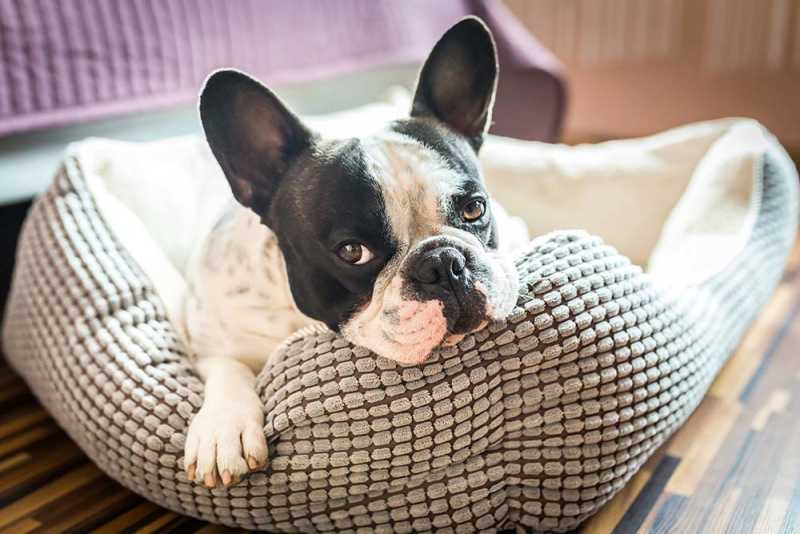 Sad Dog In a Bed with Worms