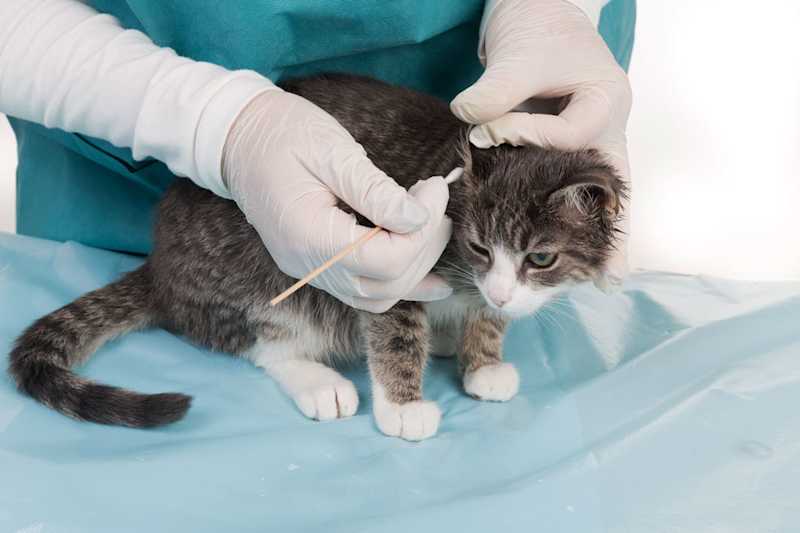 Ear Mites In Cats Small Door Veterinary