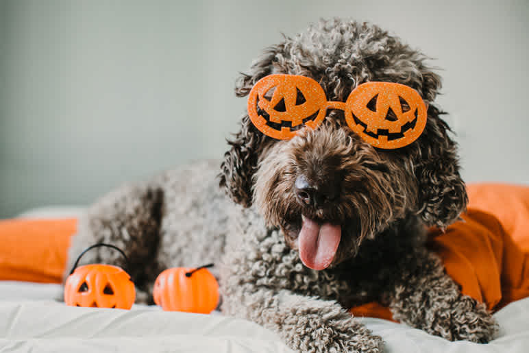 Dog with halloween decorations