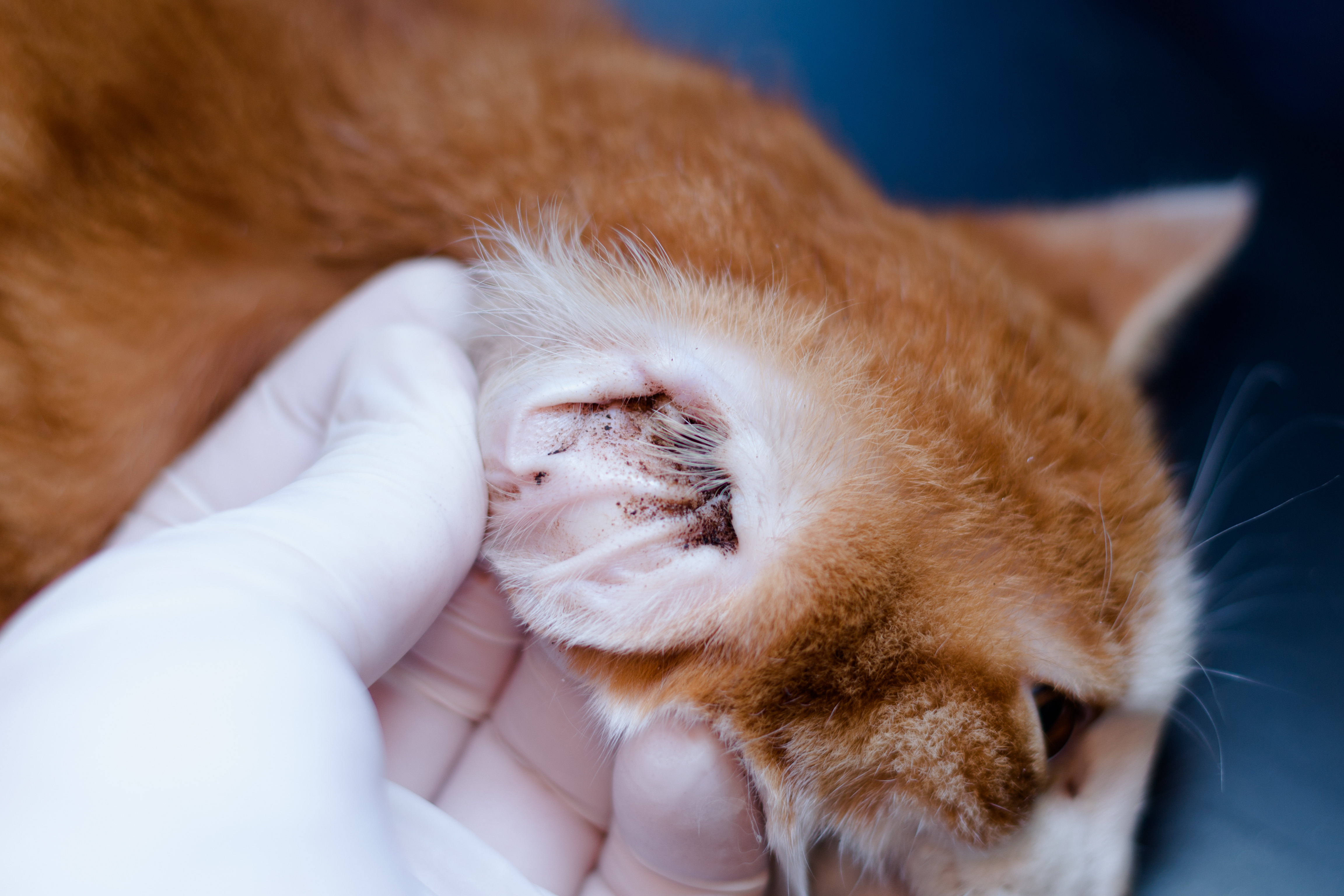 Cat store ear fur