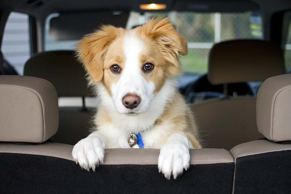 Dog sitting in a car