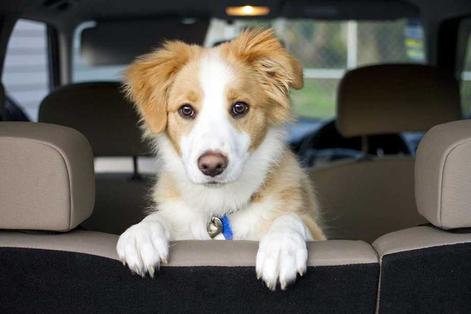 Carsickness in dogs