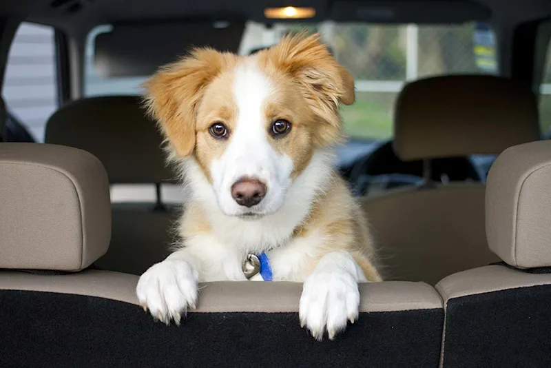 Dog sitting in a car