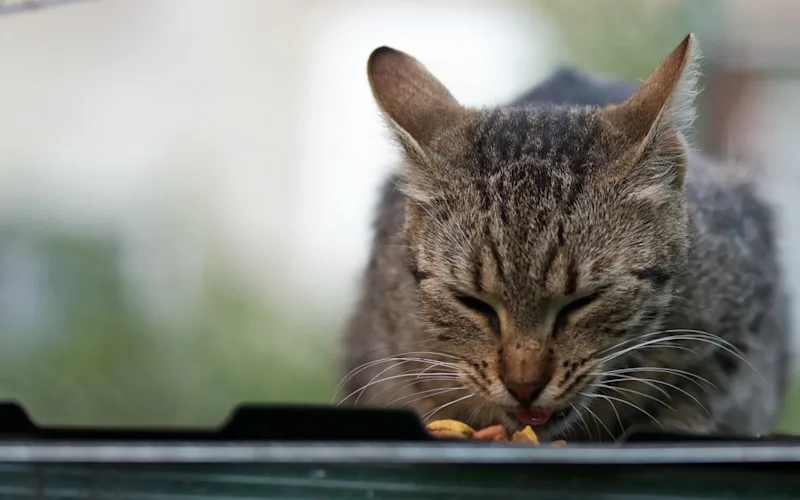 Cat with diabetes
