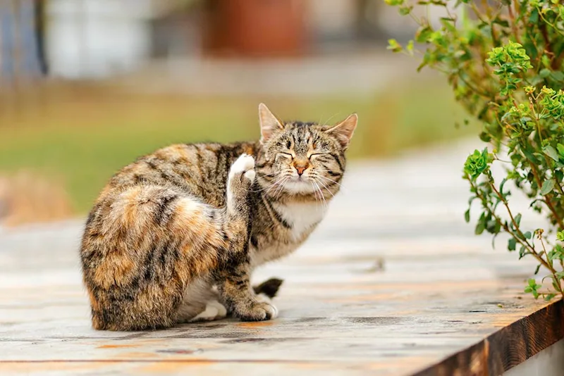 Cat with Ear Infection Scratching Ear