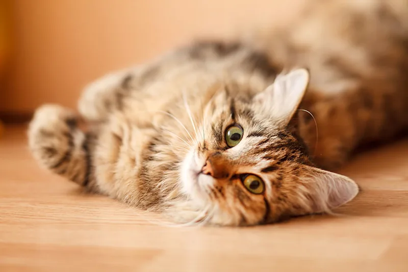 Cat lying down
