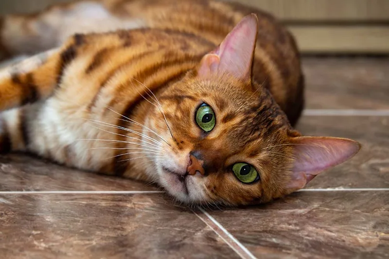 Cat lying on the floor