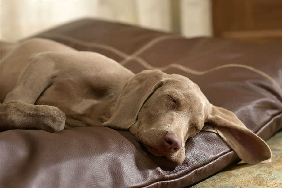 Seizures In Dogs | Small Door Veterinary
