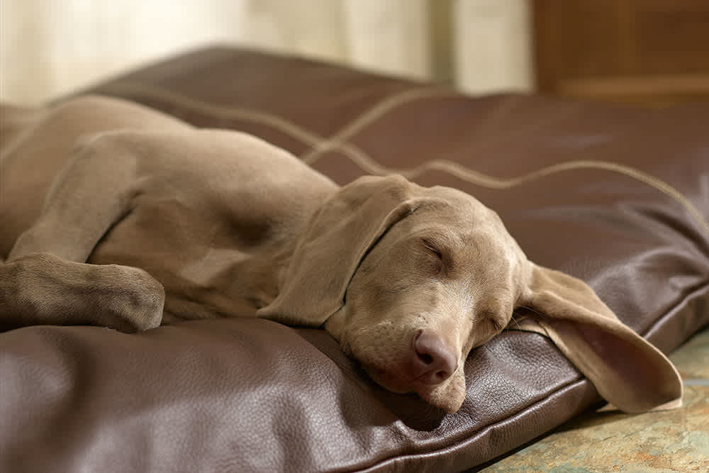 Dog with seizures on couch