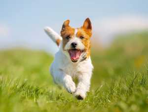 Dog running through grass