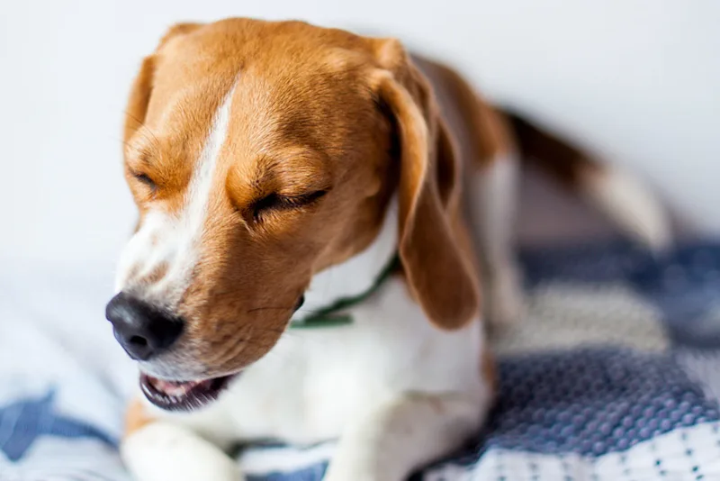 Dog Sneezing Reverse